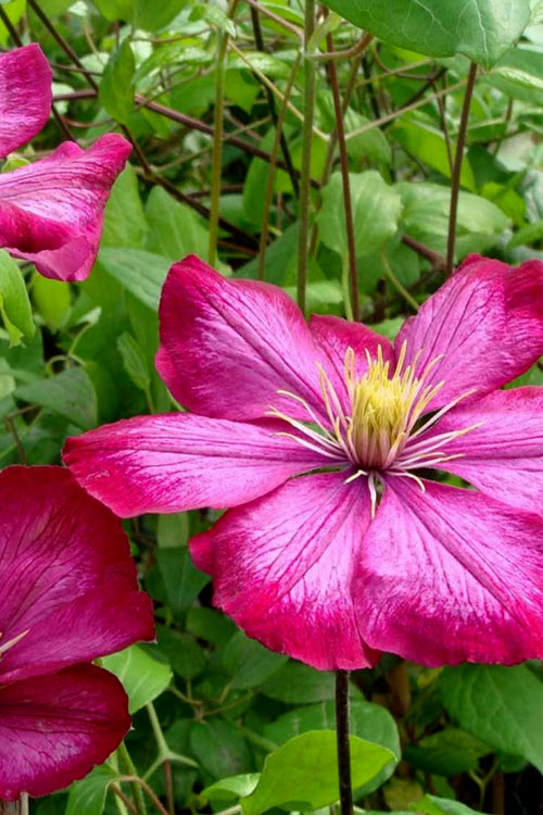  Ville De Lyon Clematis - 1 Gallon Pot