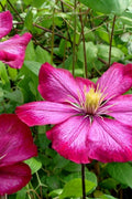  Ville De Lyon Clematis - 1 Gallon Pot