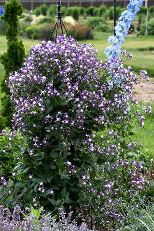  Violet Stardust Bush Clematis - 1 Gallon Pot
