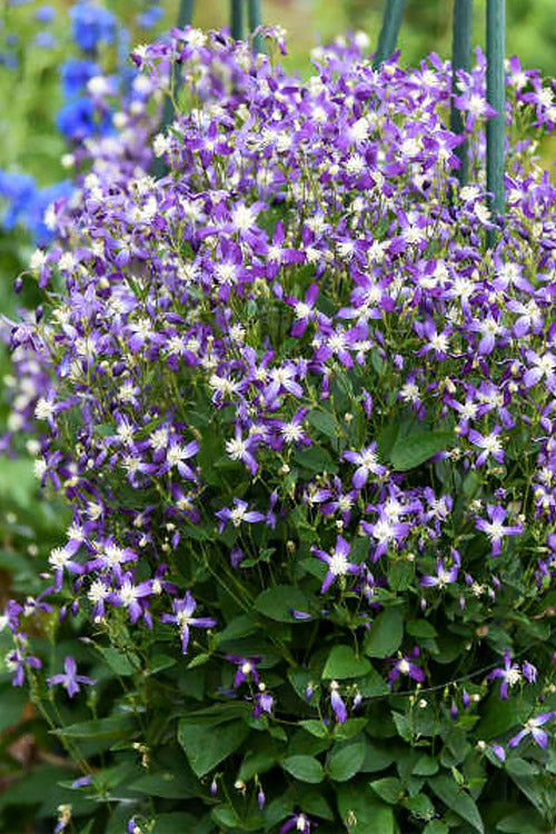  Violet Stardust Bush Clematis - 1 Gallon Pot