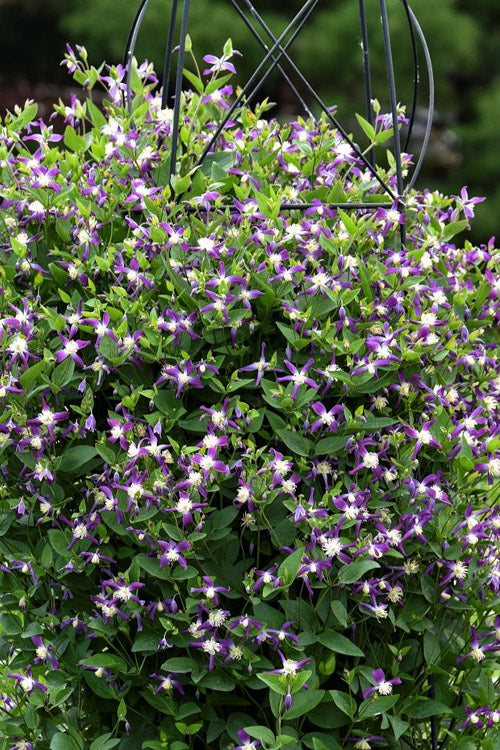  Violet Stardust Bush Clematis - 1 Gallon Pot