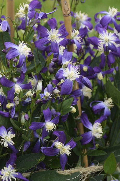  Violet Stardust Bush Clematis - 1 Gallon Pot