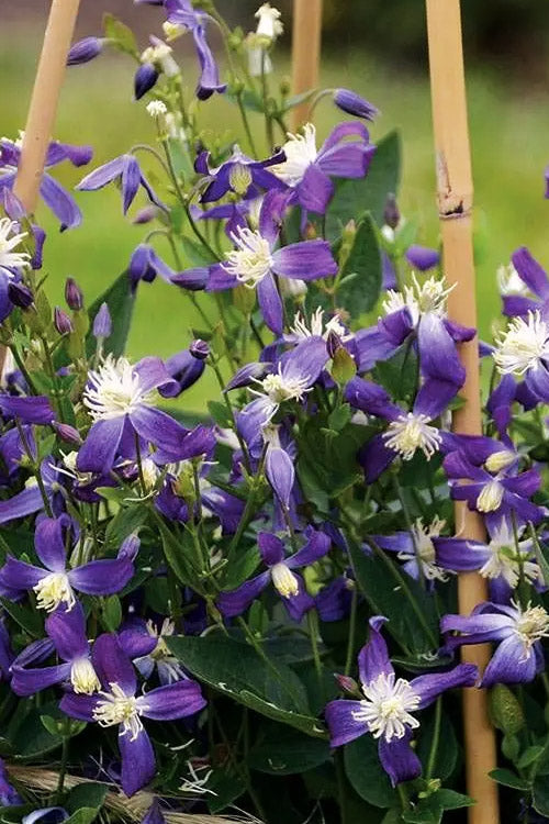 Violet Stardust Bush Clematis - 1 Gallon Pot