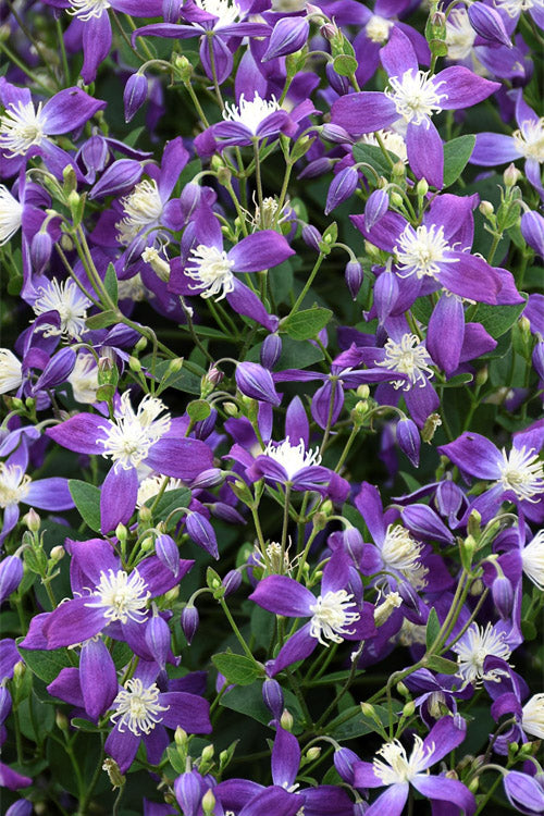  Violet Stardust Bush Clematis - 1 Gallon Pot