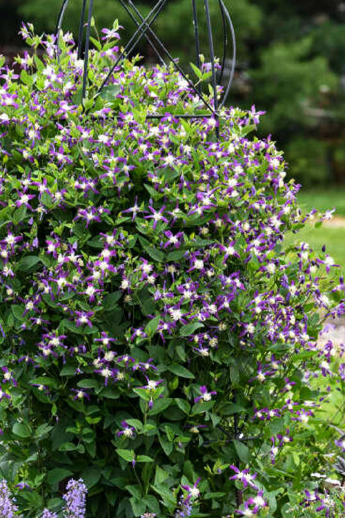  Violet Stardust Bush Clematis - 1 Gallon Pot