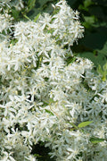  Virgin's Bower Vine (Clematis) - 1 Gallon Pot