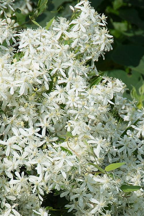 Virgin's Bower Vine (Clematis) - 1 Gallon Pot