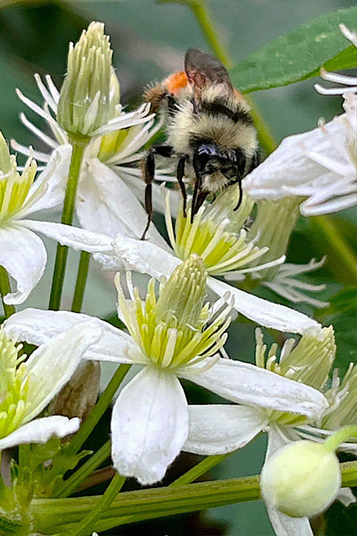  Virgin's Bower Vine (Clematis) - 1 Gallon Pot