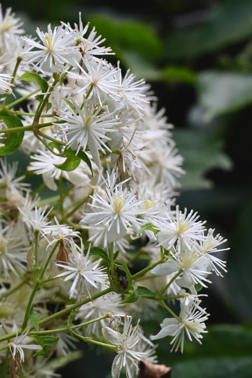  Virgin's Bower Vine (Clematis) - 1 Gallon Pot