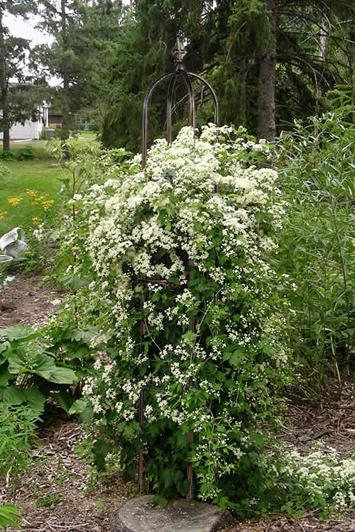  Virgin's Bower Vine (Clematis) - 1 Gallon Pot