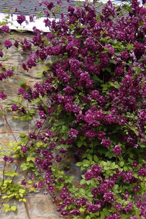  Purpurea Plena Elegans Clematis - 1 Gallon Pot