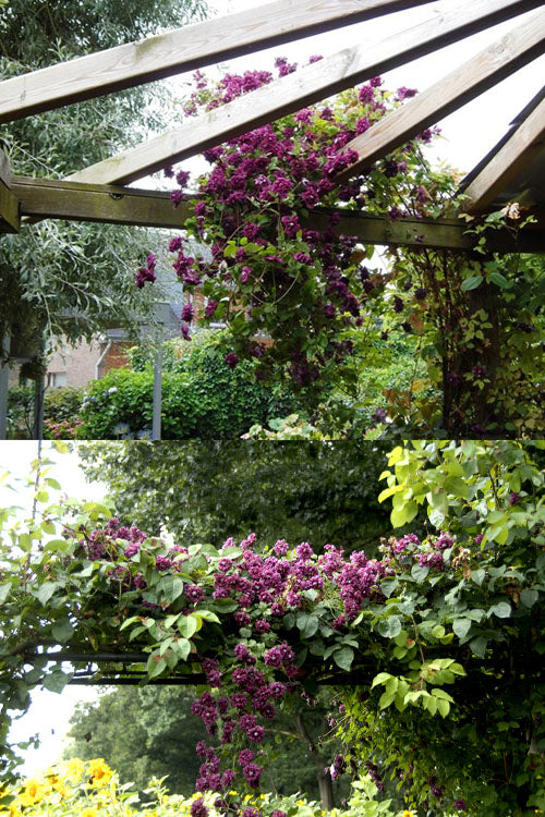  Purpurea Plena Elegans Clematis - 1 Gallon Pot