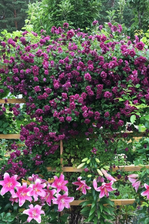  Purpurea Plena Elegans Clematis - 1 Gallon Pot