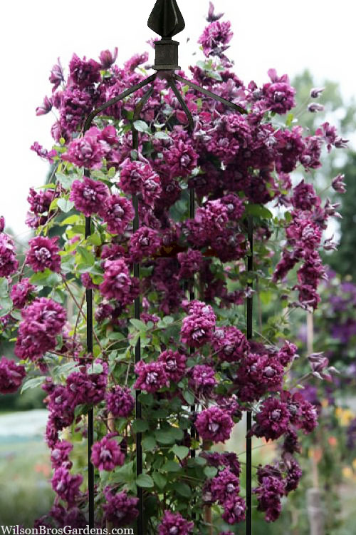  Purpurea Plena Elegans Clematis - 1 Gallon Pot