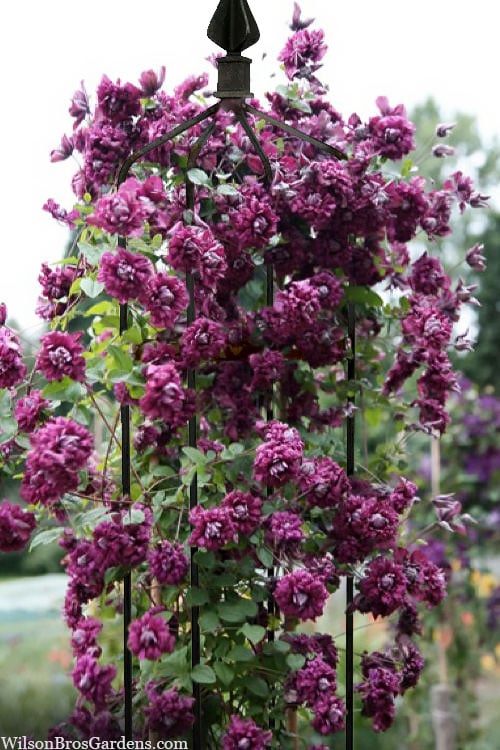  Purpurea Plena Elegans Clematis - 1 Gallon Pot