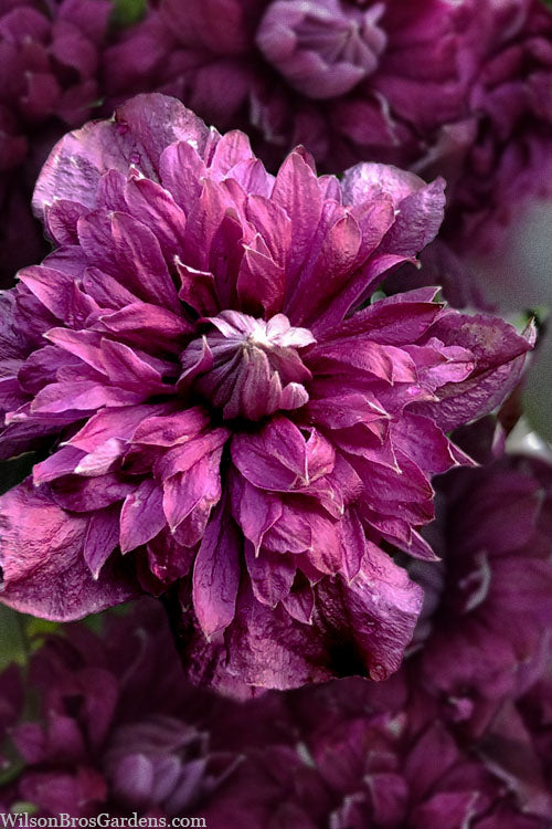  Purpurea Plena Elegans Clematis - 1 Gallon Pot
