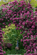  Purpurea Plena Elegans Clematis - 1 Gallon Pot