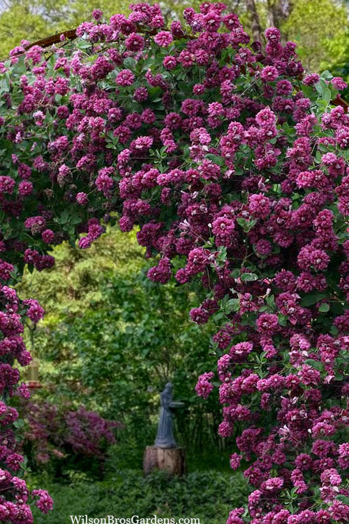  Purpurea Plena Elegans Clematis - 1 Gallon Pot