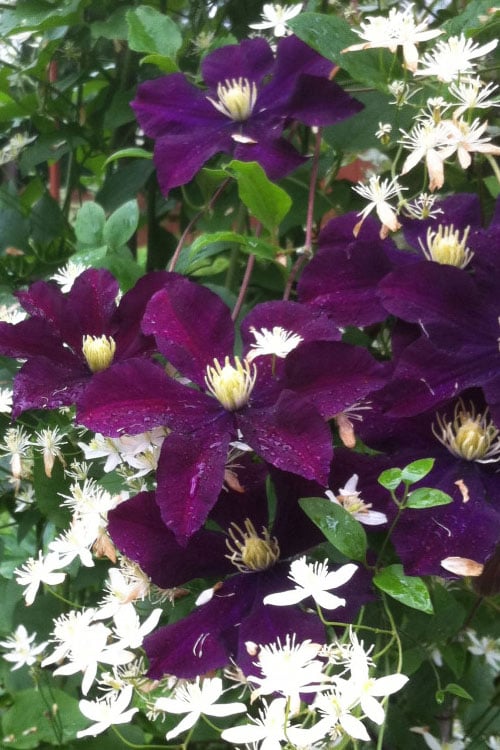 Warsaw Nike Clematis - 1 Gallon Pot