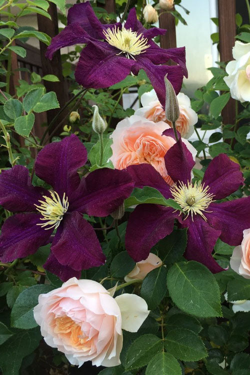  Warsaw Nike Clematis - 1 Gallon Pot