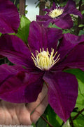  Warsaw Nike Clematis - 1 Gallon Pot