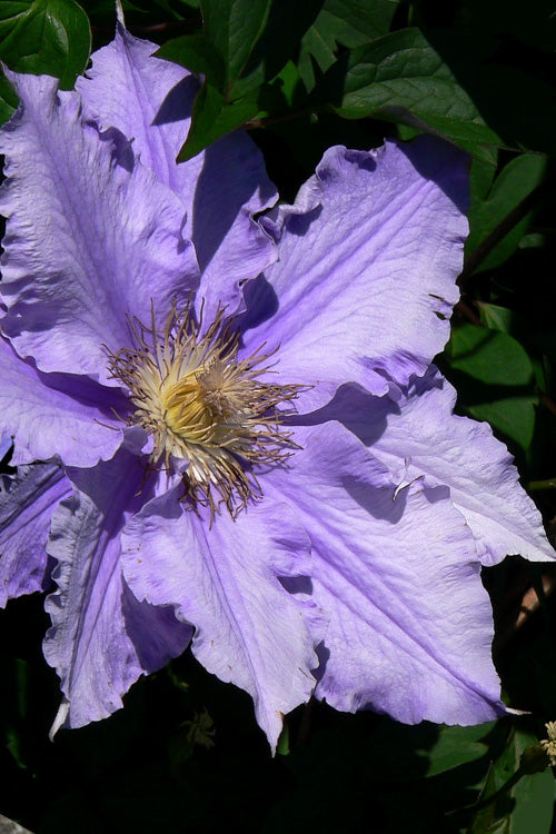  Will Goodwin Clematis - 1 Gallon Pot