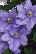  Will Goodwin Clematis - 1 Gallon Pot