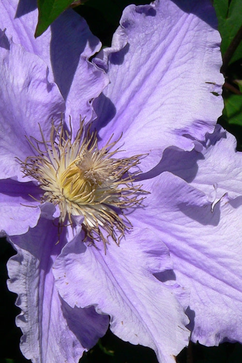  Will Goodwin Clematis - 1 Gallon Pot