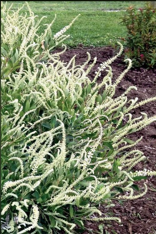  Einstein Summersweet (Clethra Alnifolia) - 3 Gallon Pot