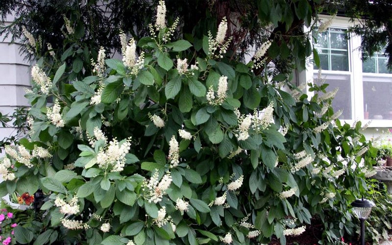 Hummingbird Summersweet Clethra - 1 Gallon Pot