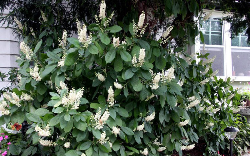  Hummingbird Summersweet Clethra - 3 Gallon Pot