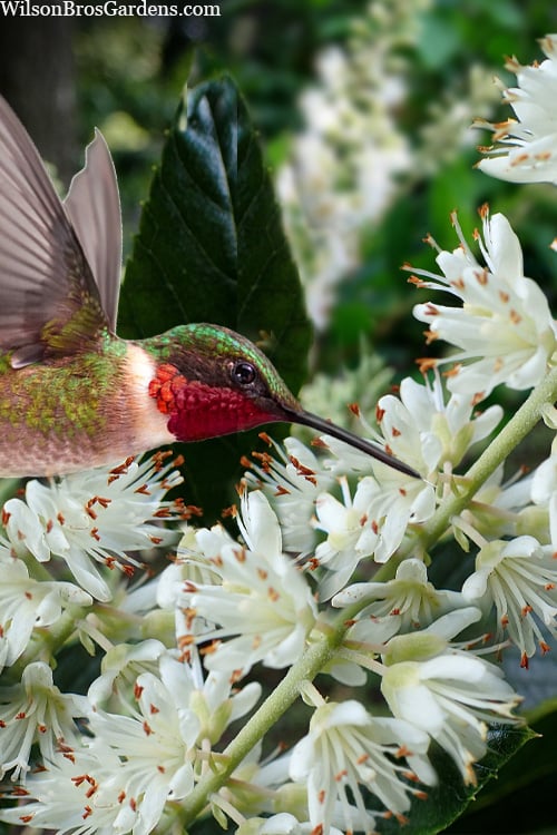  Hummingbird Summersweet Clethra - 1 Gallon Pot
