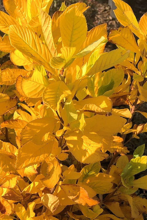  Sherry Sue Summersweet Clethra - 6 Pack Of 1 Gallon Pots