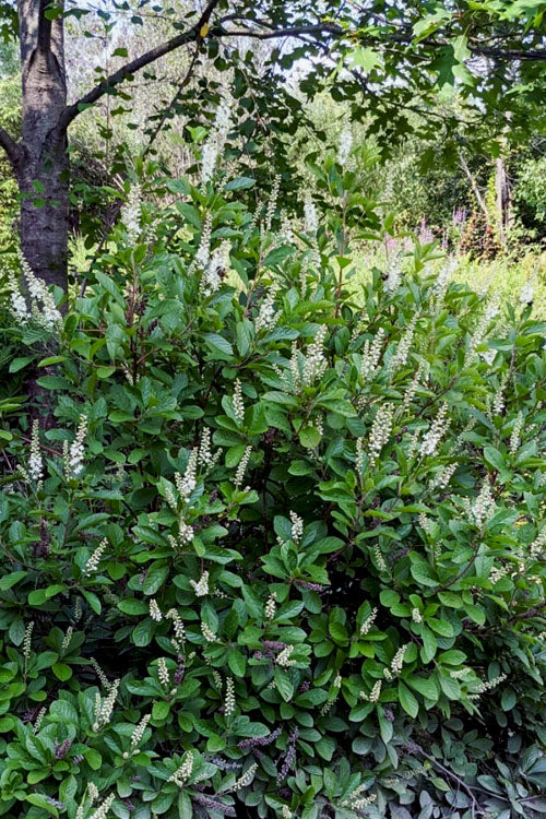 Sherry Sue Summersweet Clethra - 6 Pack Of 1 Gallon Pots