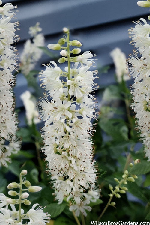  Sixteen Candles Summersweet (Clethra) - 3 Gallon Pot