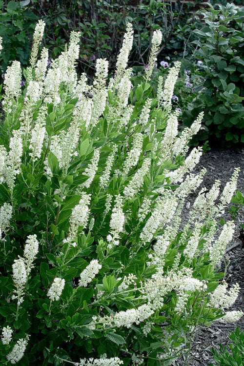  Sixteen Candles Summersweet (Clethra) - 3 Gallon Pot