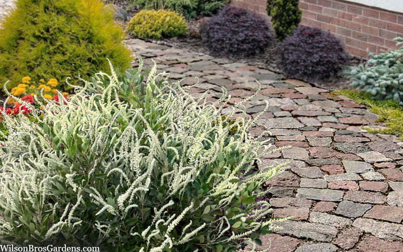  Summer Sparkler Summersweet (Clethra) - 1 Gallon Pot