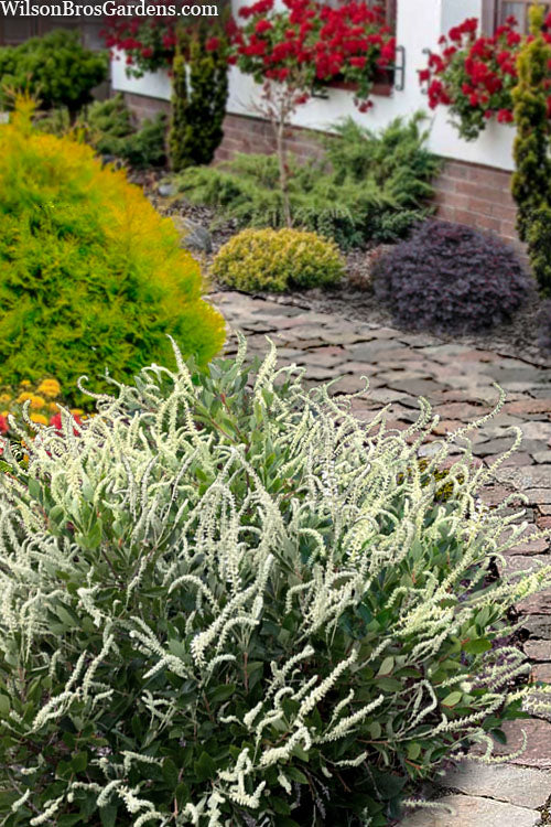  Summer Sparkler Summersweet (Clethra) - 3 Gallon Pot