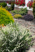  Summer Sparkler Summersweet (Clethra) - 1 Gallon Pot