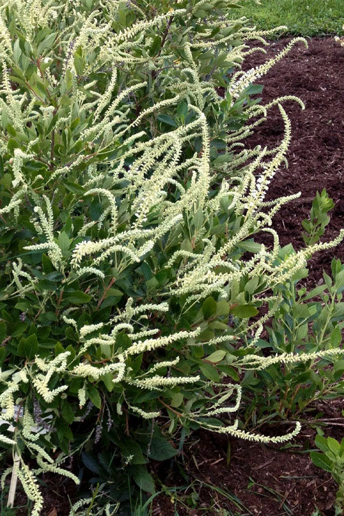  Summer Sparkler Summersweet (Clethra) - 3 Gallon Pot