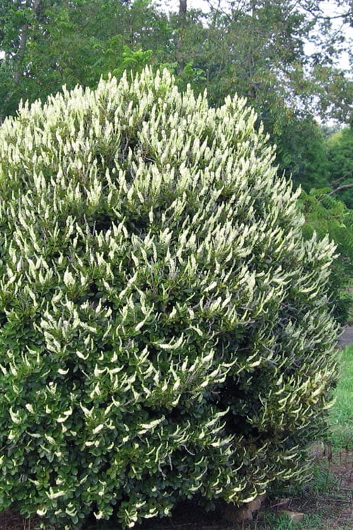 Summersweet Clethra (Sweet Pepperbush) - 1 Gallon Pot