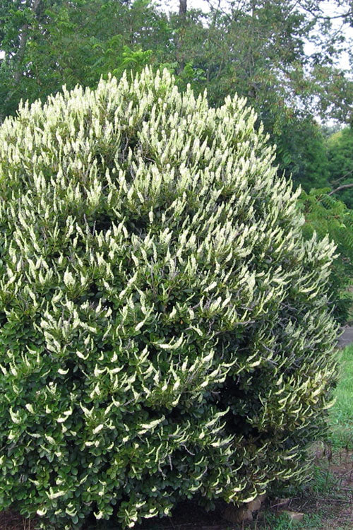  Summersweet Clethra (Sweet Pepperbush) - 3 Gallon Pot