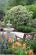  Summersweet Clethra (Sweet Pepperbush) - 3 Gallon Pot