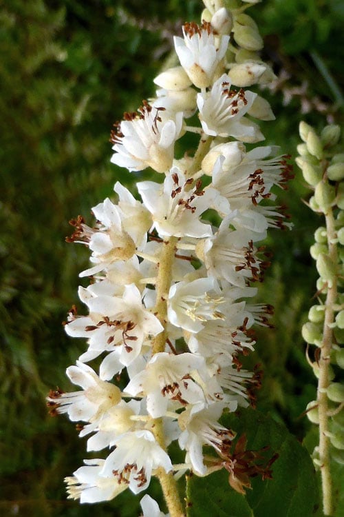  Summersweet Clethra (Sweet Pepperbush) - 1 Gallon Pot