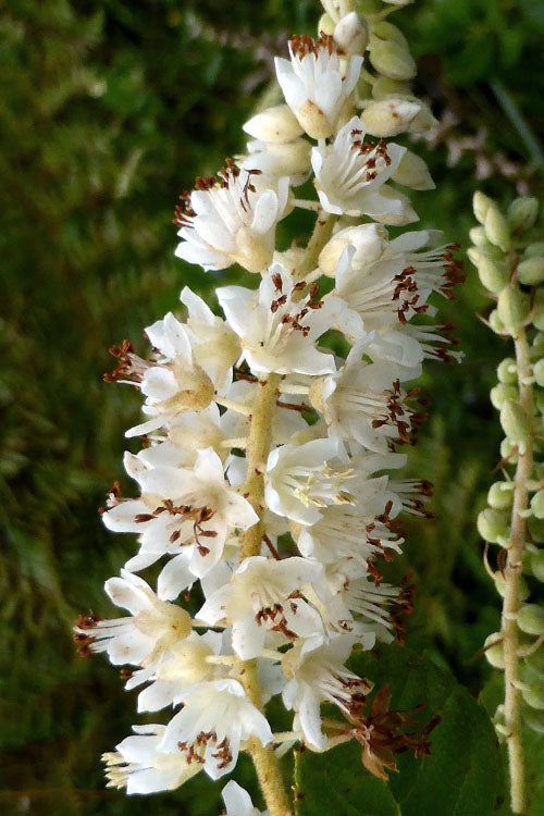  Summersweet Clethra (Sweet Pepperbush) - 3 Gallon Pot