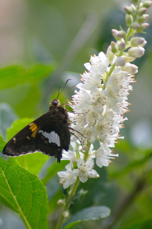  Summersweet Clethra (Sweet Pepperbush) - 3 Gallon Pot