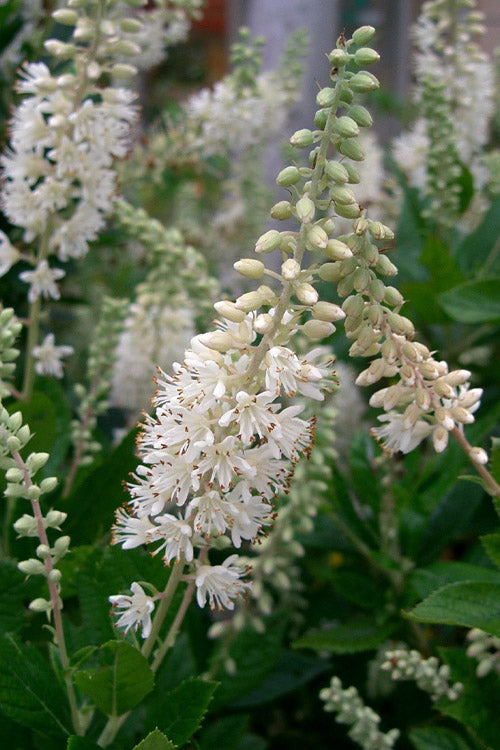  Summersweet Clethra (Sweet Pepperbush) - 3 Gallon Pot