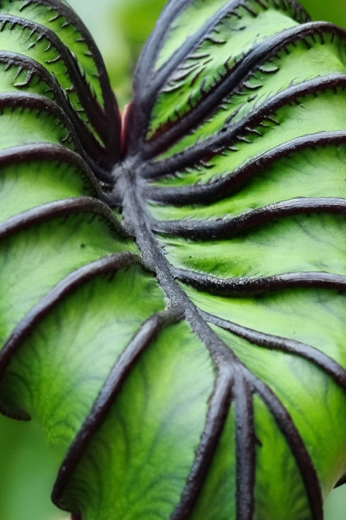  Pharaoh's Mask Elephant Ear (Colocasia) - 2 Gallon Pot