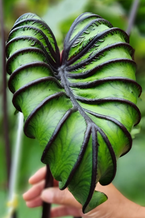  Pharaoh's Mask Elephant Ear (Colocasia) - 6 Pack Of 1 Gallon Pots