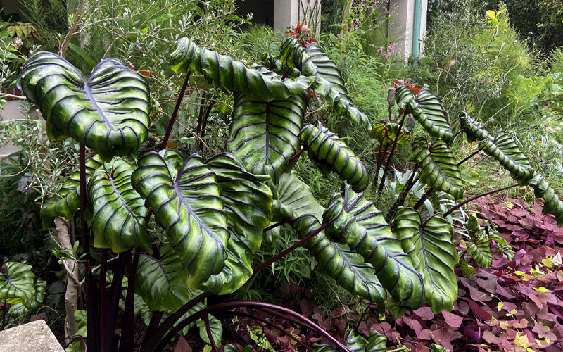  Pharaoh's Mask Elephant Ear (Colocasia) - 6 Pack Of 1 Gallon Pots